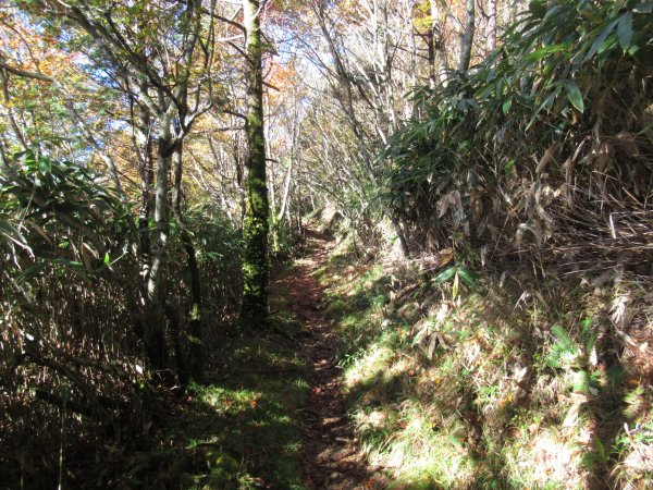 登山道